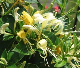 短苞忍冬 短苞忍冬