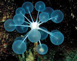 海綿[多孔動物的通稱]