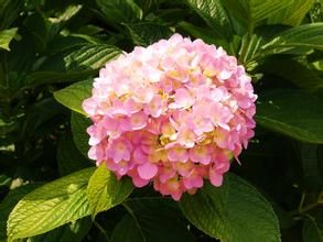 福建繡球 福建繡球