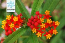 老鴉嘴[馬利筋屬植物]