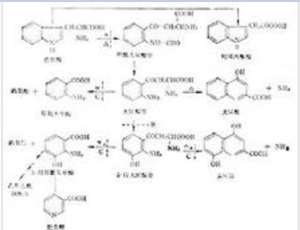 色氨酸的分解代謝