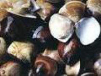 突角鏡蛤 突角鏡蛤