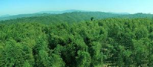 竹海國家森林公園