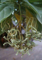 台灣紫丹 台灣紫丹