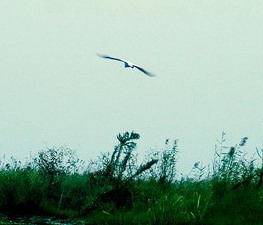 洪澤湖濕地國家級自然保護區