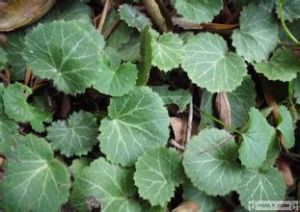 雅魯藏布虎耳草