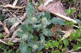 白毛夏姑草 白毛夏姑草