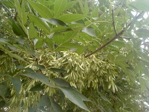 苦櫪白蠟 苦櫪白蠟