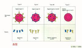 “D缺失”血型 “D缺失”血型