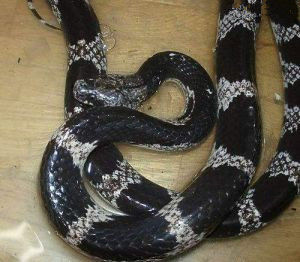 白鏈蛇
