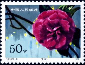 T37 《雲南山茶花》