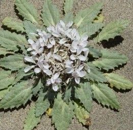 紅花合頭菊 紅花合頭菊