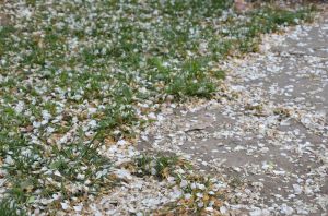 繁花落定後的開放 繁花落定後的開放