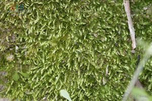 鉤葉青蘚 鉤葉青蘚