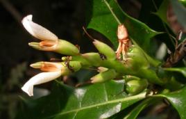 小花老鼠簕果 小花老鼠簕果