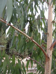 能源植物 能源植物