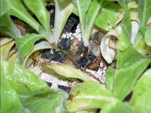 德巴利腐霉 德巴利腐霉