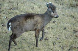 毛冠鹿屬 毛冠鹿屬