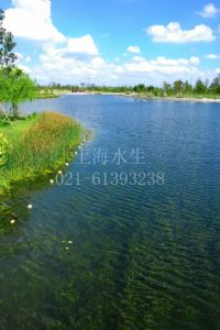 生態水處理 生態水處理