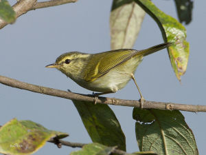 綠白斑尾皇鳩 綠白斑尾皇鳩