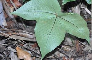 單葉貫眾 單葉貫眾