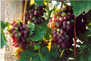 黃羊河莫高生態農業基地 黃羊河莫高生態農業基地