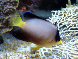 多彩刺尻魚 多彩刺尻魚