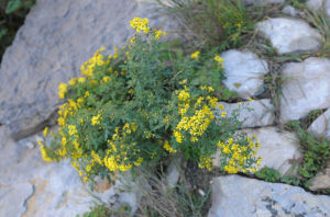 黃花戀岩花 黃花戀岩花