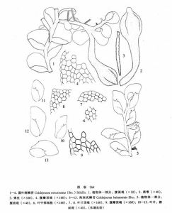 圓葉疣鱗苔 圓葉疣鱗苔