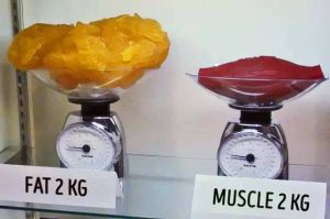 同重量肌肉和脂肪的體積