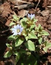 小花矮龍膽 小花矮龍膽