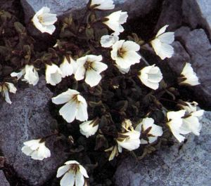 四川無心菜 四川無心菜