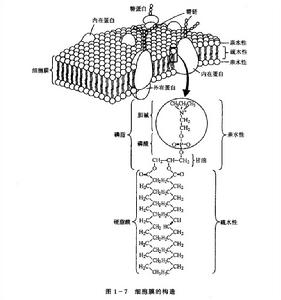 膜內在蛋白質 膜內在蛋白質