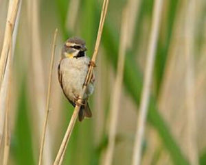 死海麻雀 死海麻雀