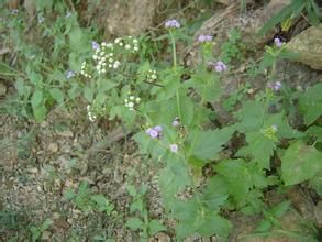 毛葉臭草(變種) 毛葉臭草(變種)