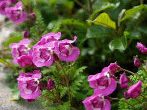 刺冠謬氏馬先蒿 刺冠謬氏馬先蒿