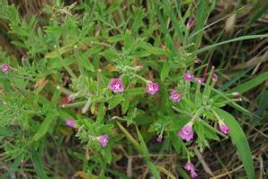 矮生柳葉菜 矮生柳葉菜