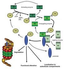 泛素-蛋白酶體系統 泛素-蛋白酶體系統