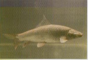 麥瑞加拉鯪 麥瑞加拉鯪