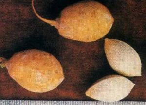 橄欖佛手 橄欖佛手