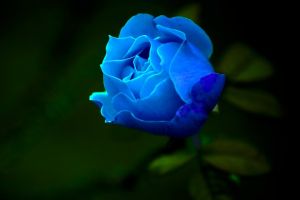 藍玫瑰