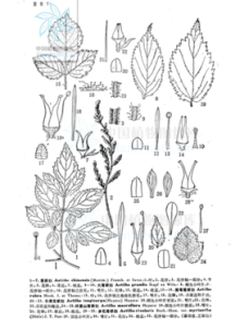 腺萼落新婦 腺萼落新婦