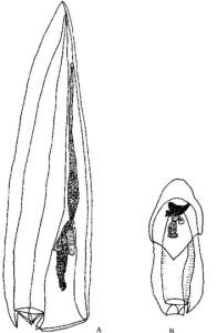 擬雙生水母 擬雙生水母