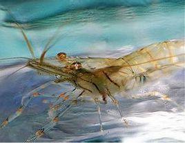 黃點玻璃蝦 黃點玻璃蝦