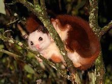 白面鼯鼠 白面鼯鼠