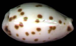 芝麻寶螺 芝麻寶螺