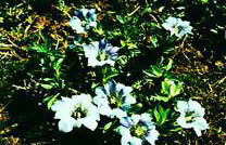 短柄龍膽 短柄龍膽