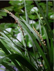 大花楔穎草(變種) 大花楔穎草(變種)