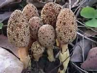 皺球蛇菰 皺球蛇菰