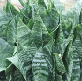 小虎尾蘭 小虎尾蘭